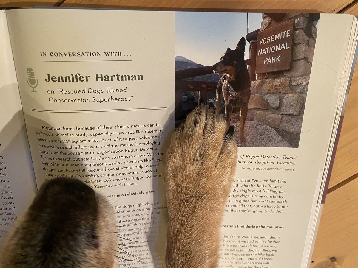 Rogue Detection Teams tweet media