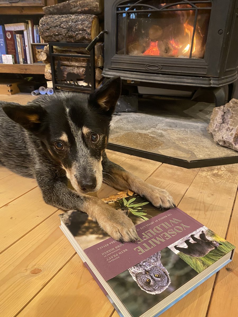 Rogue Detection Teams tweet media