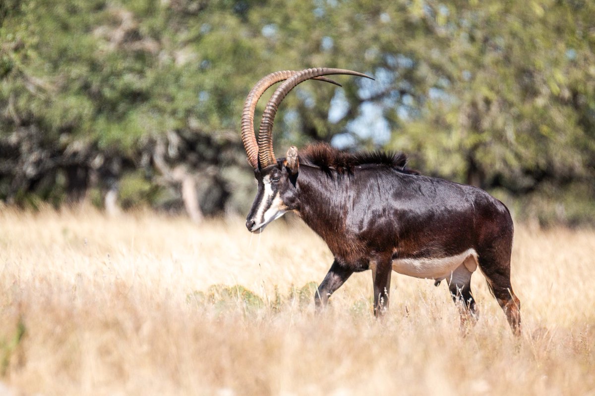 Dan Cabela tweet media