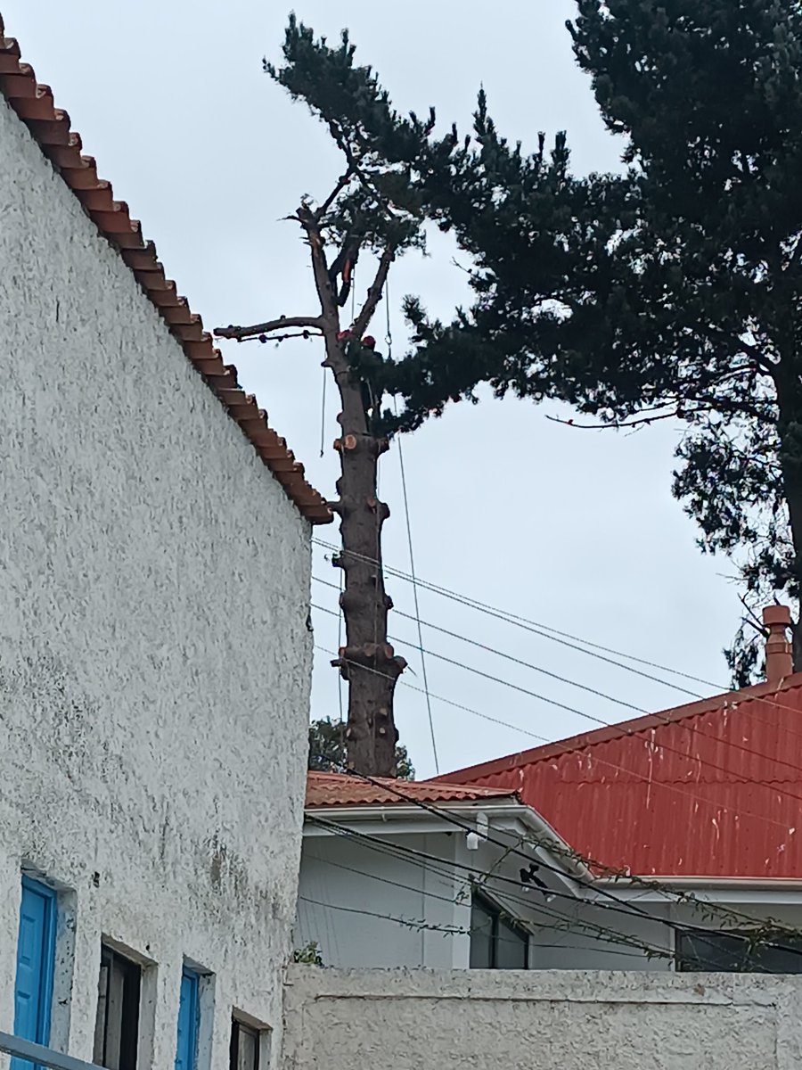 carolabt's tweet photo. @municoncon corte de luz no programado, no cesito una solución, las elenas c pasaje las violetas @Chilquinta https://t.co/Rq0gsPwm6k
