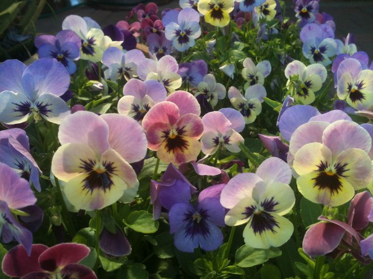 🌿🌼🧺 tweet media