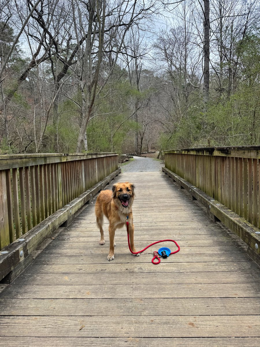 DevanLoweInc's tweet photo. Morning walk complete! 🐾 The sun's shining, birds singing, and car deals are calling.  No dealer fees means we're offering the lowest prices in town!  See you soon - Tex 🐕 https://t.co/dpNTCFjBh7