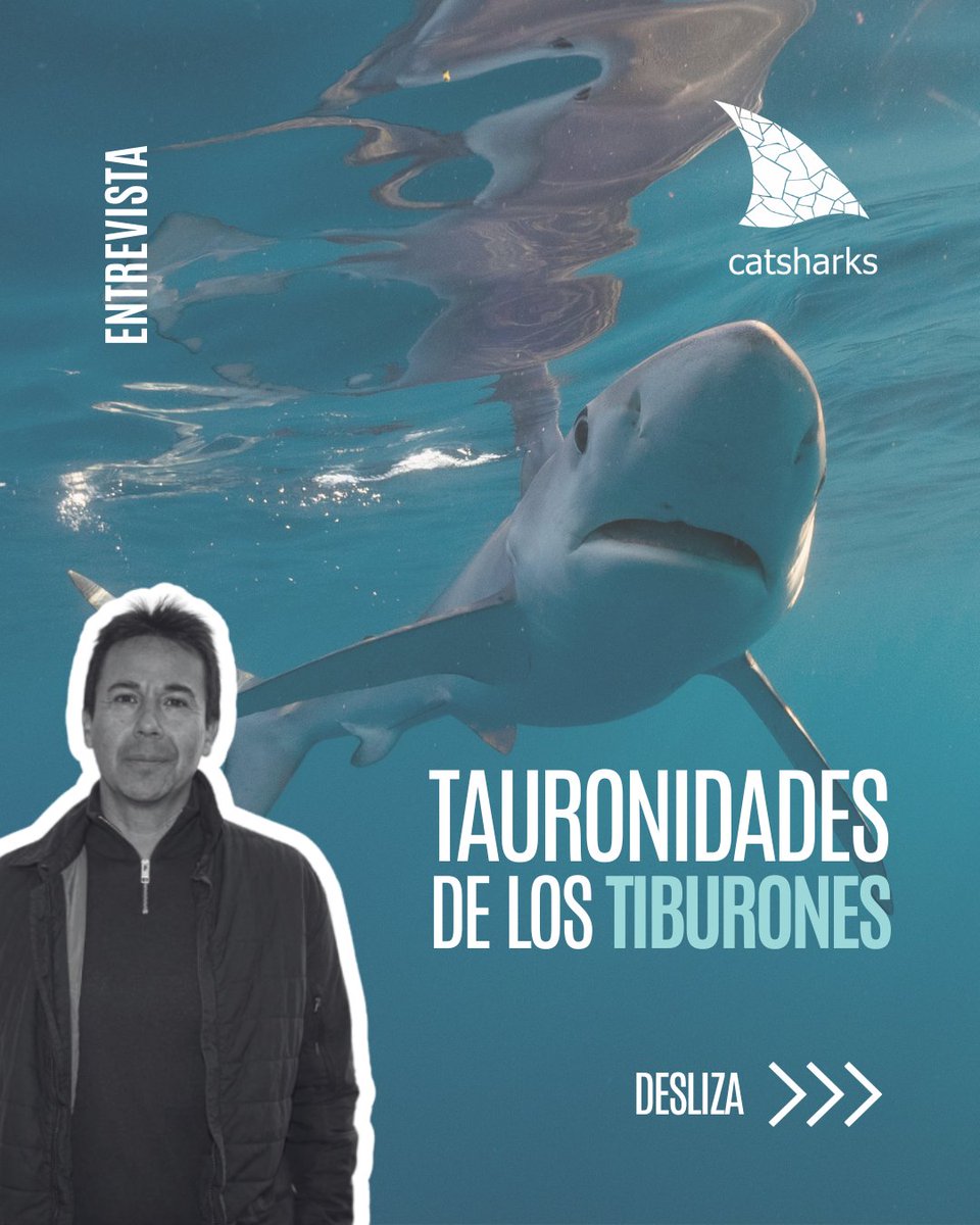 Catsharks tweet media