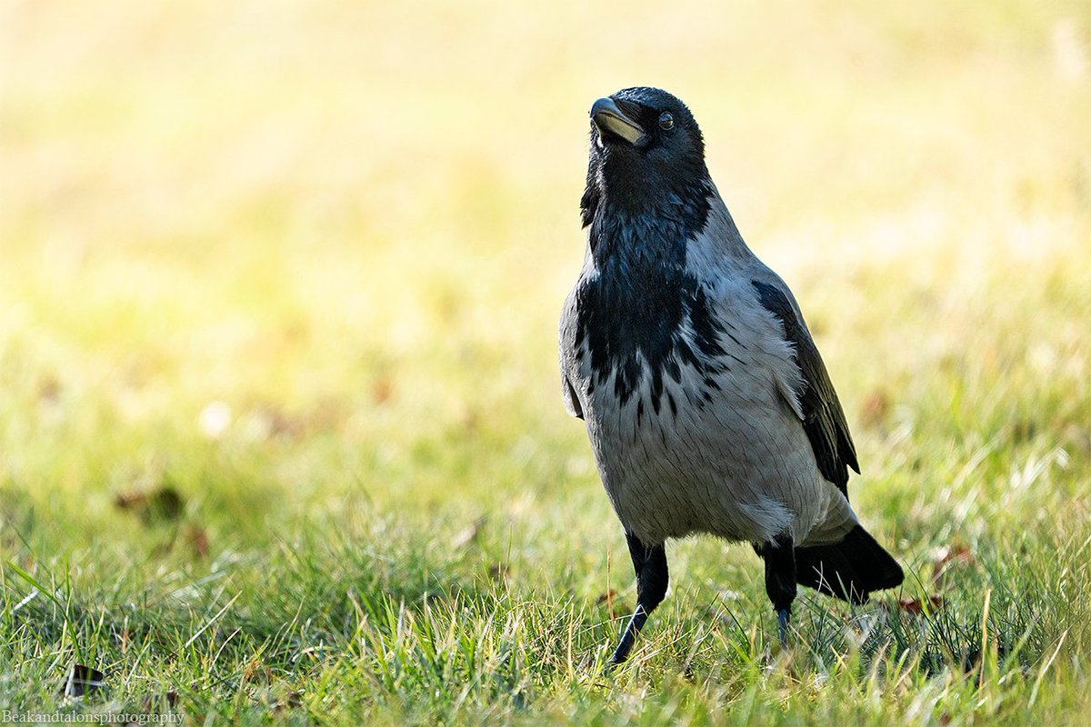 Josefine tweet media