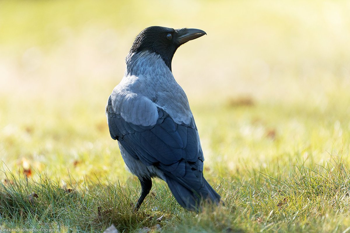 Josefine tweet media