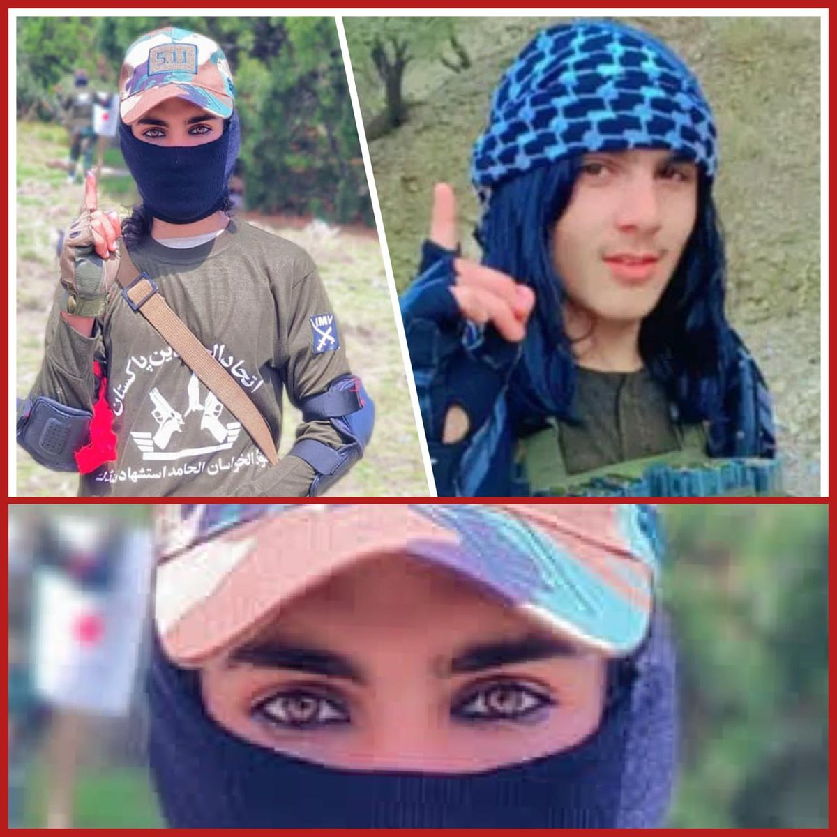 Markhor GB tweet media