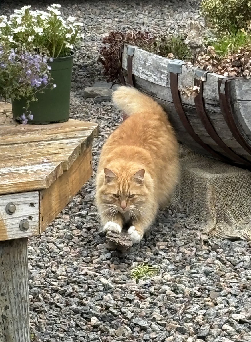 Kristi K. Higgins 🦋 tweet media