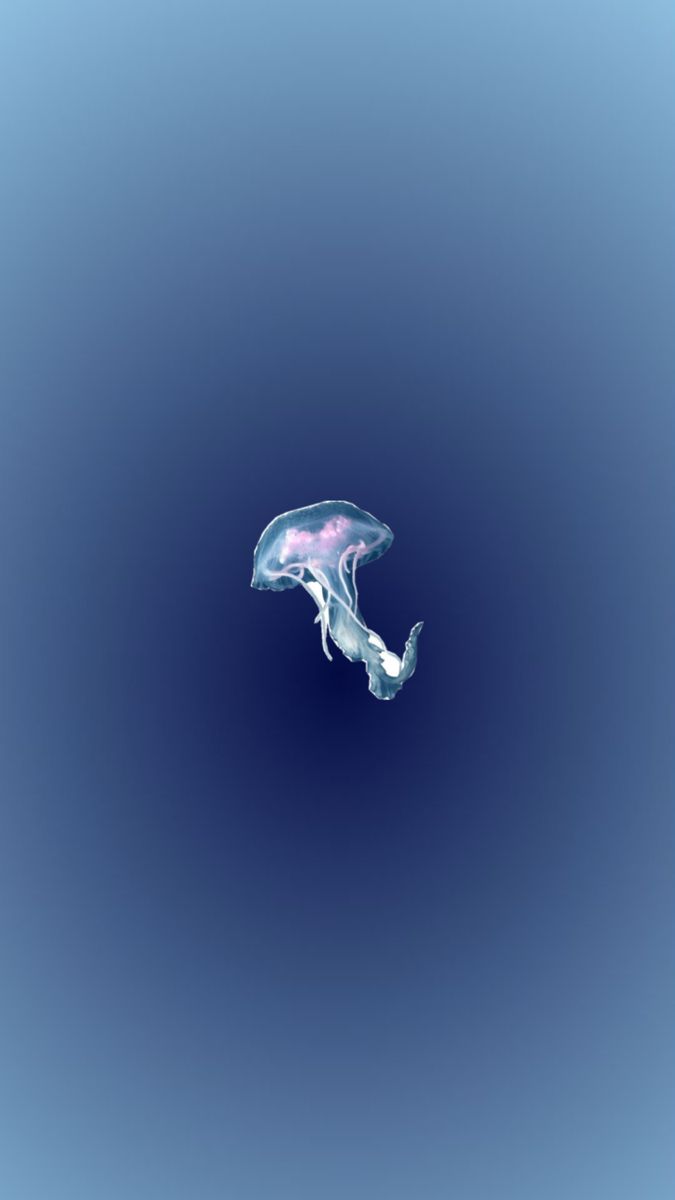 Blue Ocean tweet media