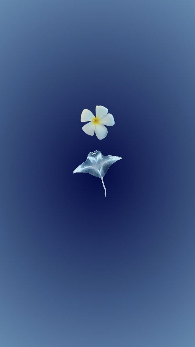Blue Ocean tweet media