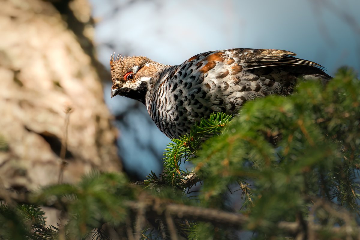 Edgars Trops tweet media