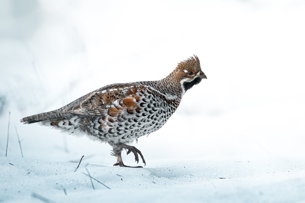 Edgars Trops tweet media