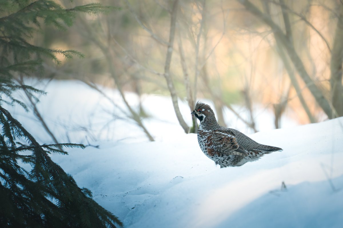 Edgars Trops tweet media