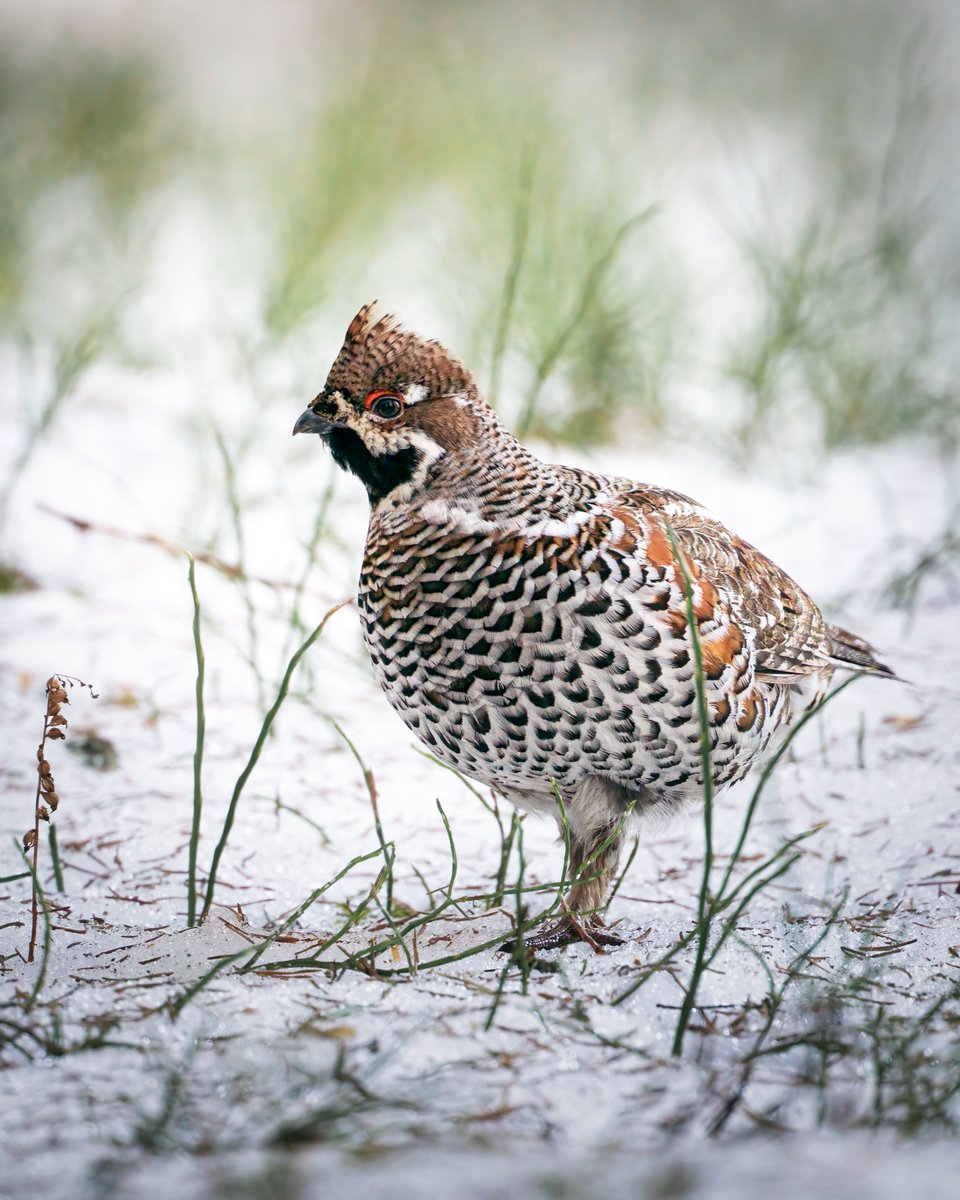 Edgars Trops tweet media