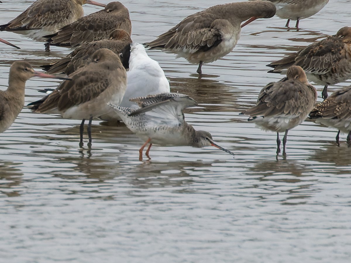 Pete Sutton tweet media