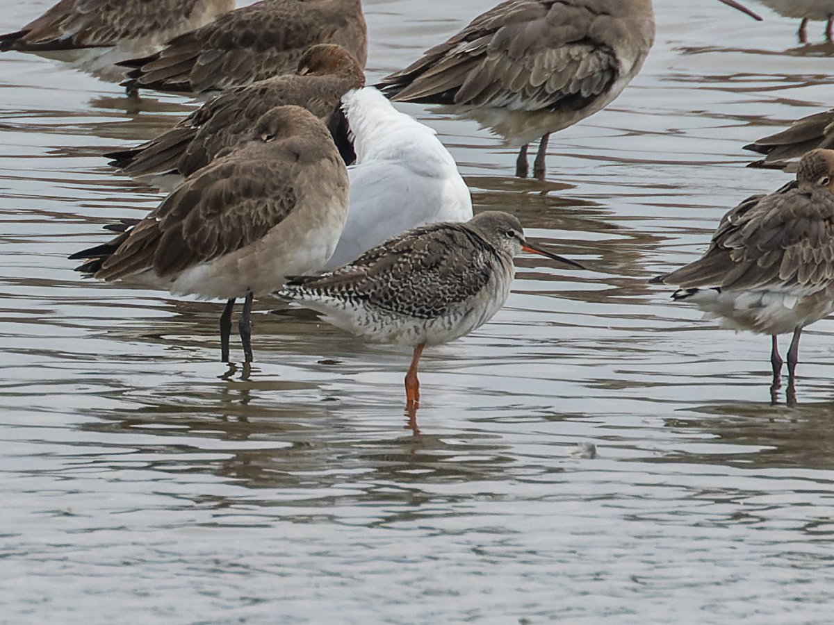 Pete Sutton tweet media