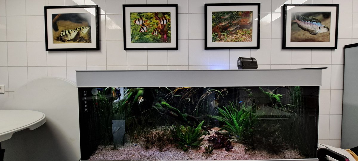 Vandaag vierde Aquariumvereniging Alblasserdam “De Paradijsvis” haar 75-jarig jubileum. Namens het gemeentebestuur mocht ik hen feliciteren. Tijdens een informeel samenzijn ontmoetten leden en oud-leden elkaar en werden herinneringen gedeeld.