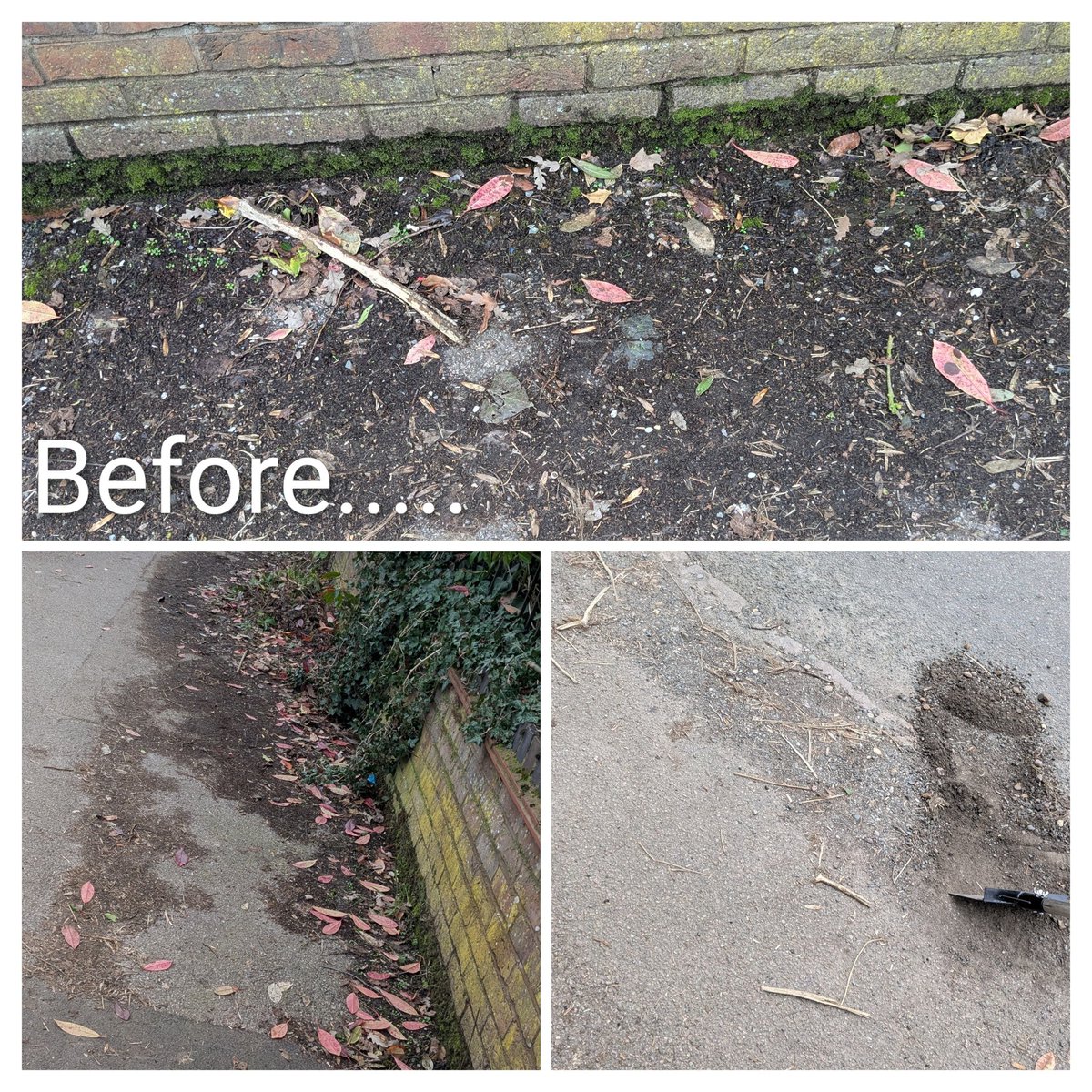 Lowiseowl 🦉 tweet media