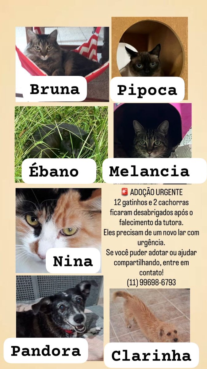 🚨URGENTE &amp; IMPORTANTE 
faltam 5 gatinhos e 2 doguinhas para adoção, a tutora faleceu, os bichinhos estão desabrigados e precisam de um lar, mesmo que vc não possa adotar, repasse essa mensagem, dá um RT aqui ⤵️