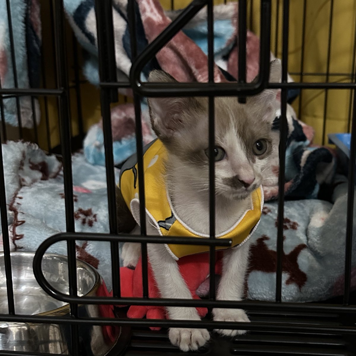 นิชาภาพ tweet media