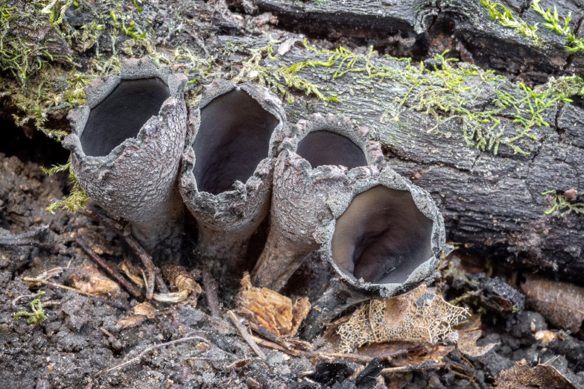 Jaroslav Macháček tweet media