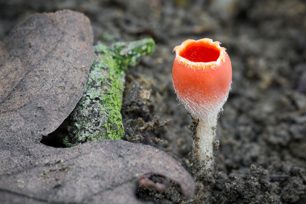 Jaroslav Macháček tweet media