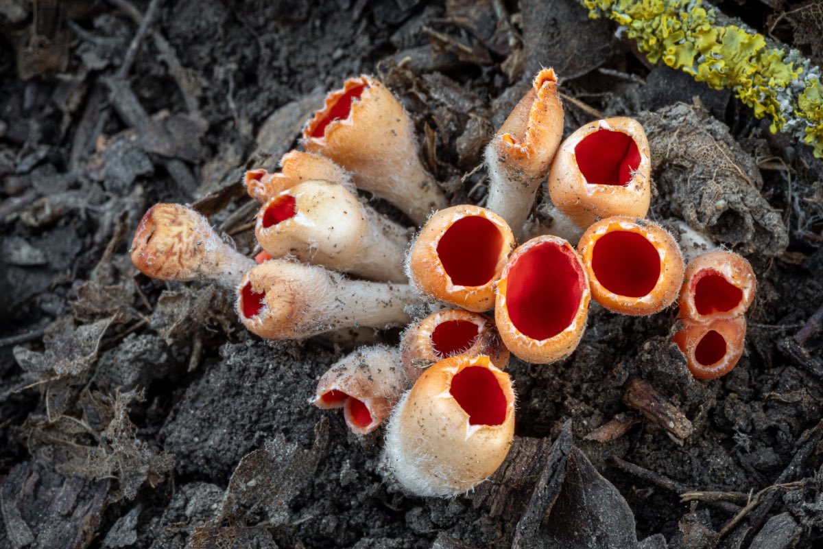 Jaroslav Macháček tweet media