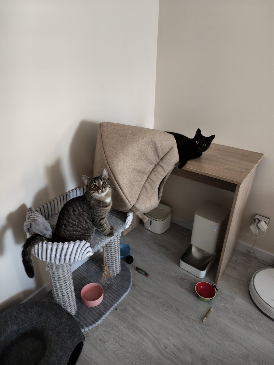 мандарин Шрёдингера tweet media