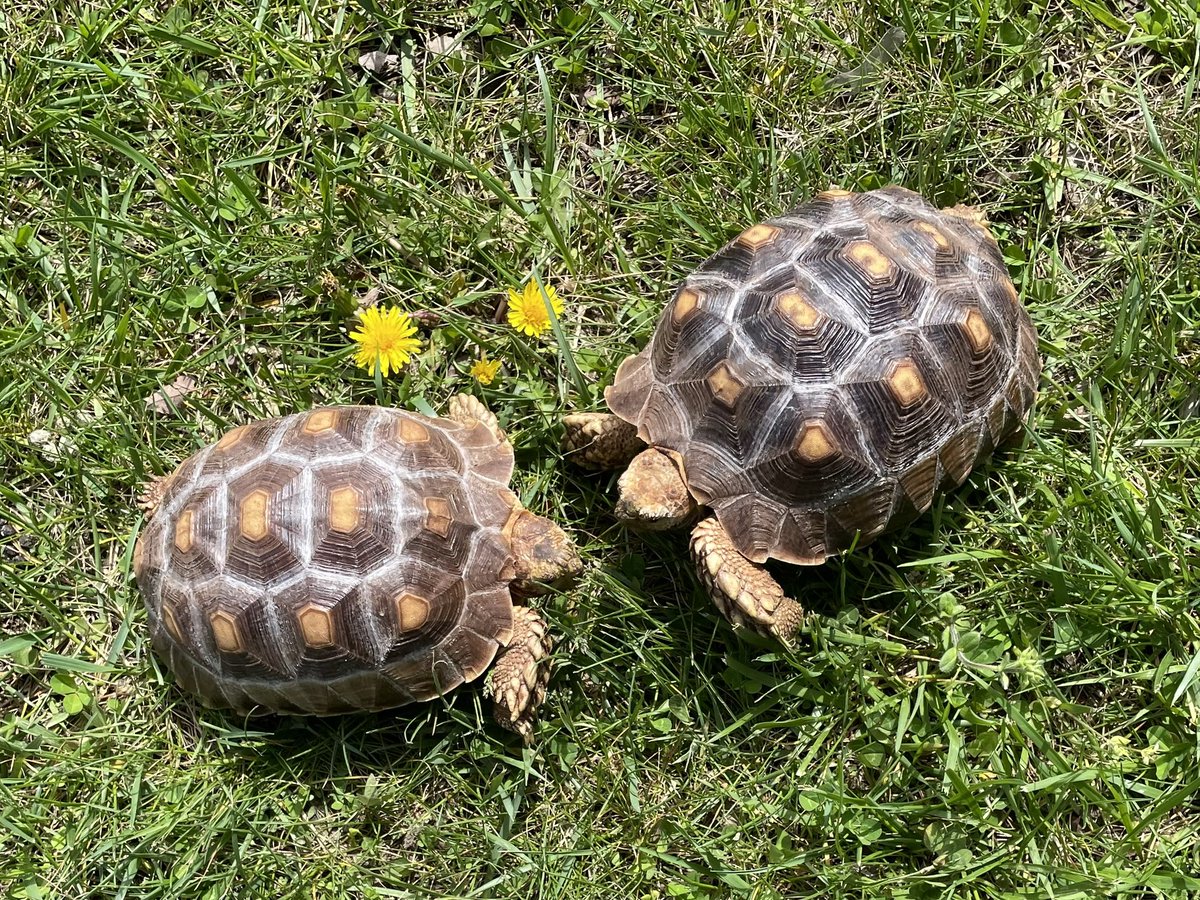 docanna1998's tweet photo. @anabellitaa21 @SouthApe Hello Mama Bells and Rosco! Meet Henry and Martha from Kentucky. They are 3 years old, about 15” (38cm) from beak to tail, belong to my 14 yo daughter, and she loves them. https://t.co/MR95f6B6L2