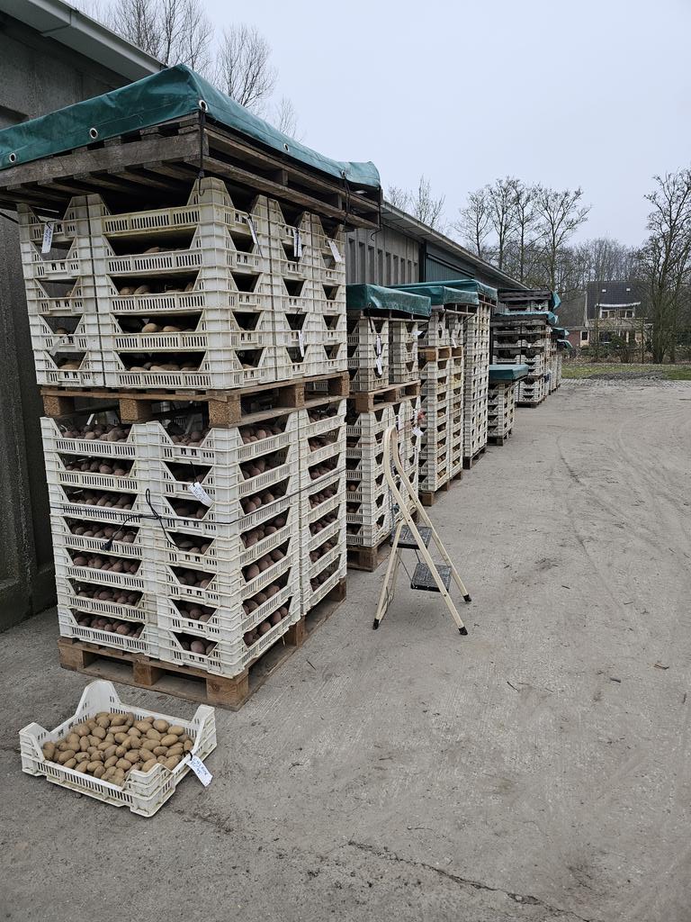 geersing Potato Specialist B.V. tweet media