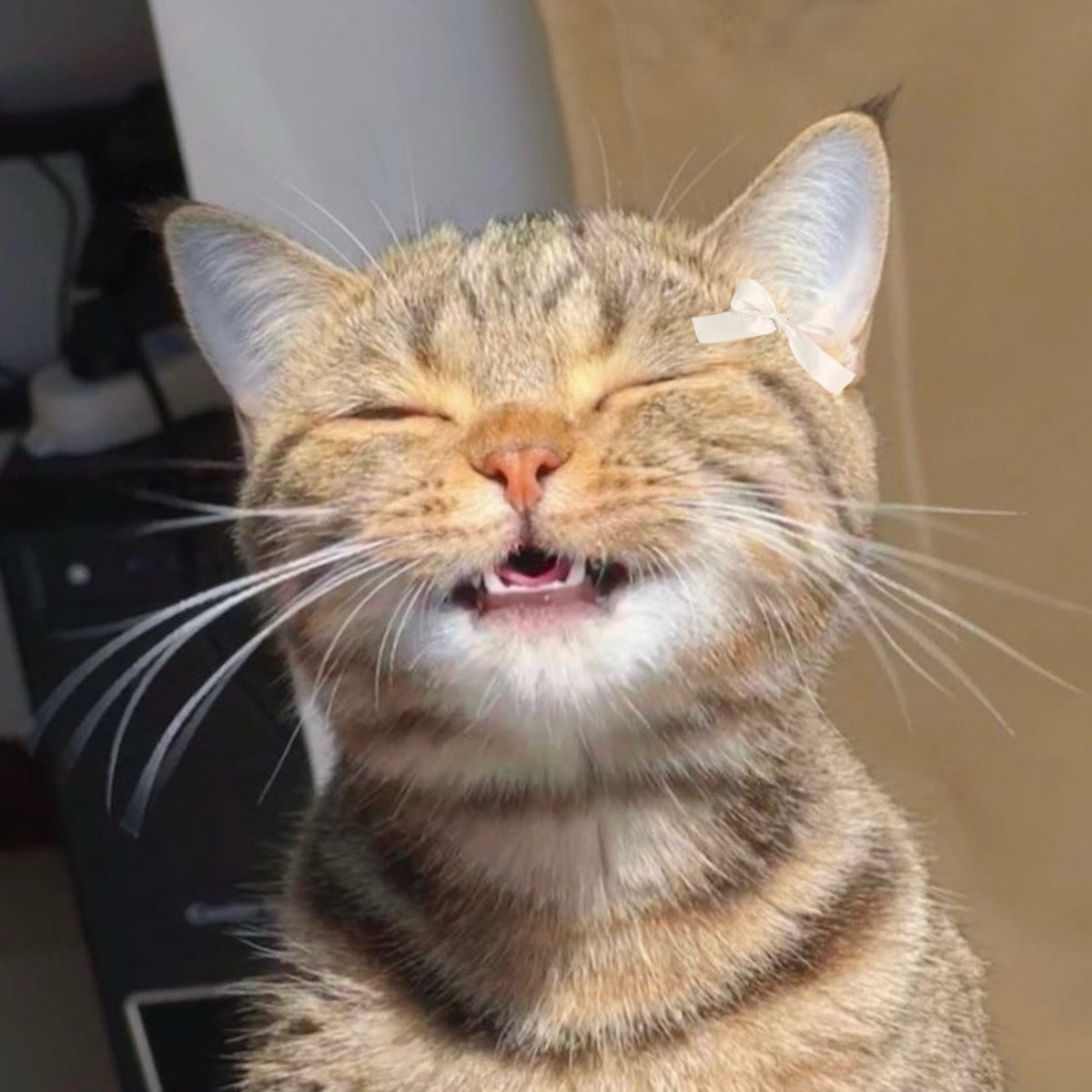 omar as cats 🐈‍⬛ tweet media