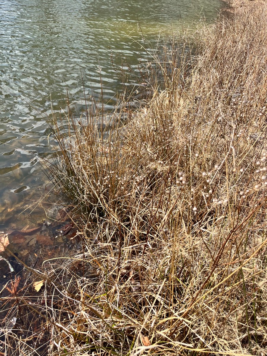 Does anyone have resources for maintaining ponds? We have a large one where we draw our water from. We have sedge growing around it and were instructed to keep it long to act as a filter. The boundaries are moving inward though. Outside digging these areas up.