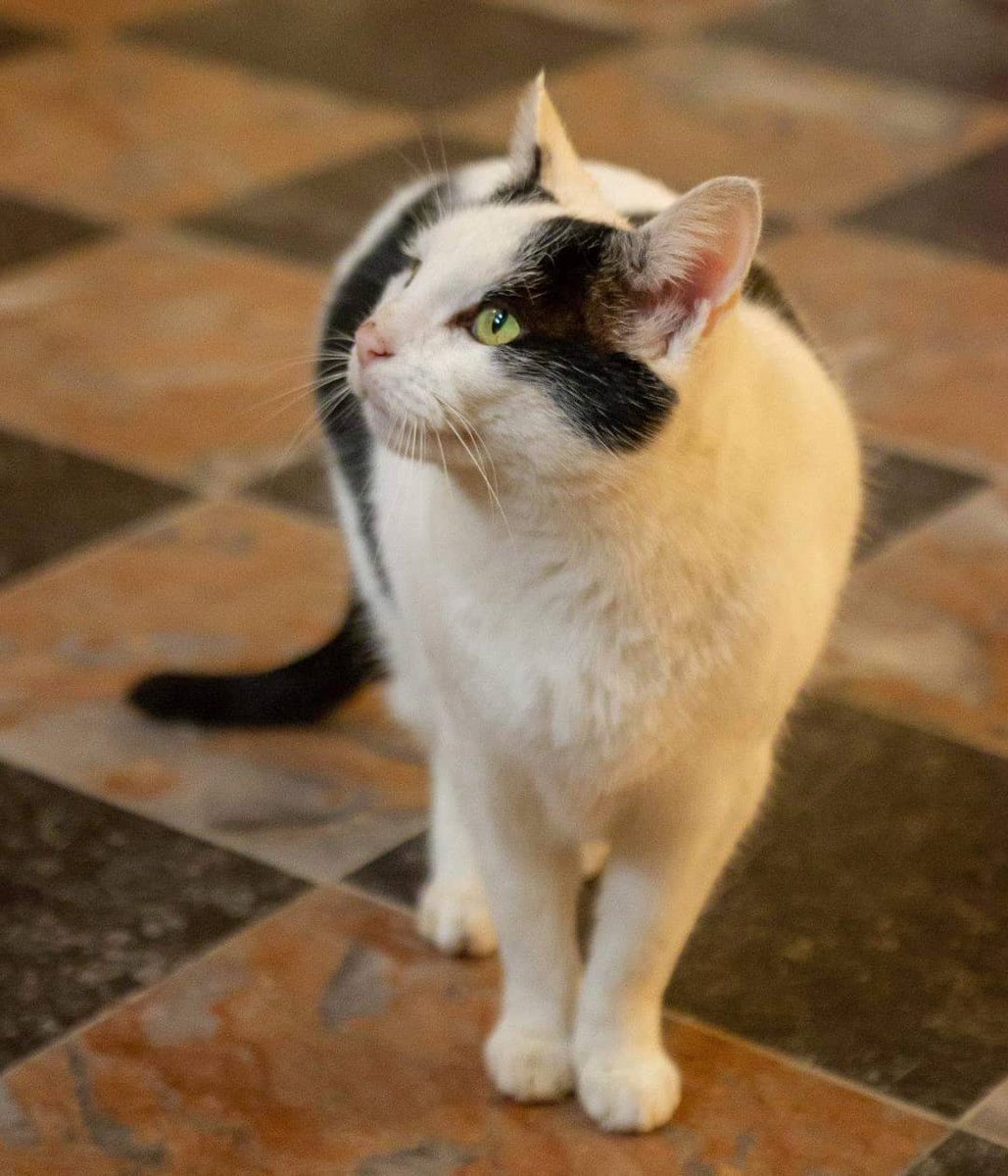 Château du Clos Lucé tweet media