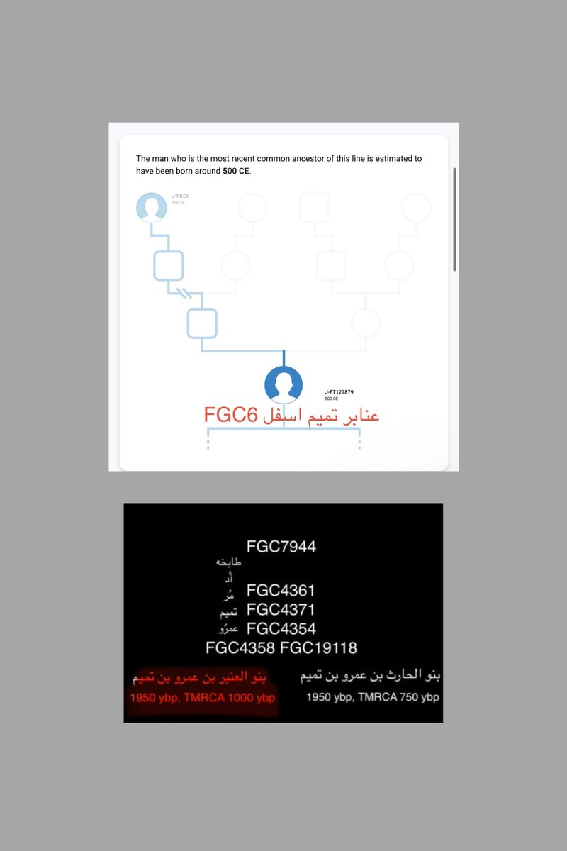 تحور عنابر تميم اسفل fgc6 وبكل جدارة 💪🏻 

اعتقد يليق به عُمرياً ان يكون جينياً ممثلا لهم مقارنة بتحور صغير جدا عمره يكاد يصل الف سنة برغم عيناته الكثيفة

#fgc6
#عنابر