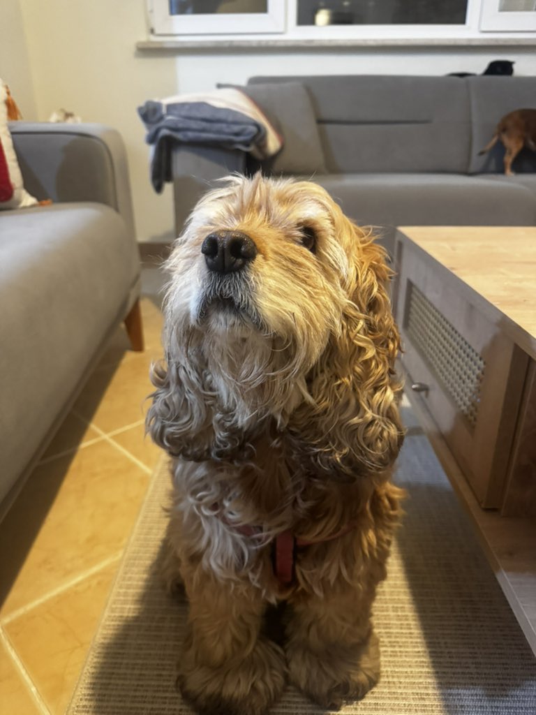 animallover tweet media