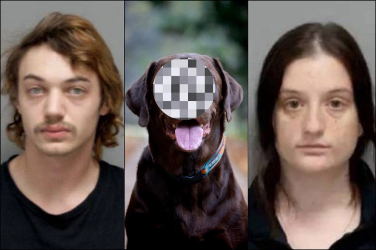 HittmanHak45504's tweet photo. @SeeRacists Bestiality is the culture of the filthy white community 🤢🤮🤢🤮🤢🤮🤢 https://t.co/5CKWXOdztu