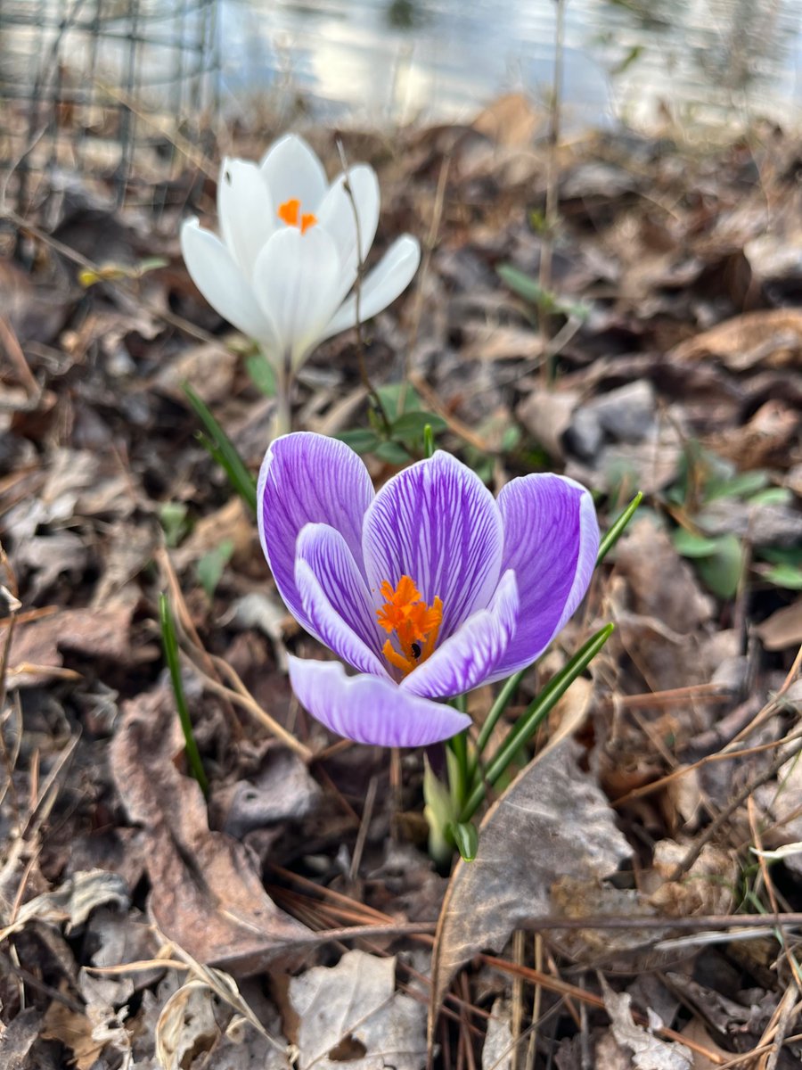 My heart beat faster when I saw the crocuses today. Spring will indeed come again.