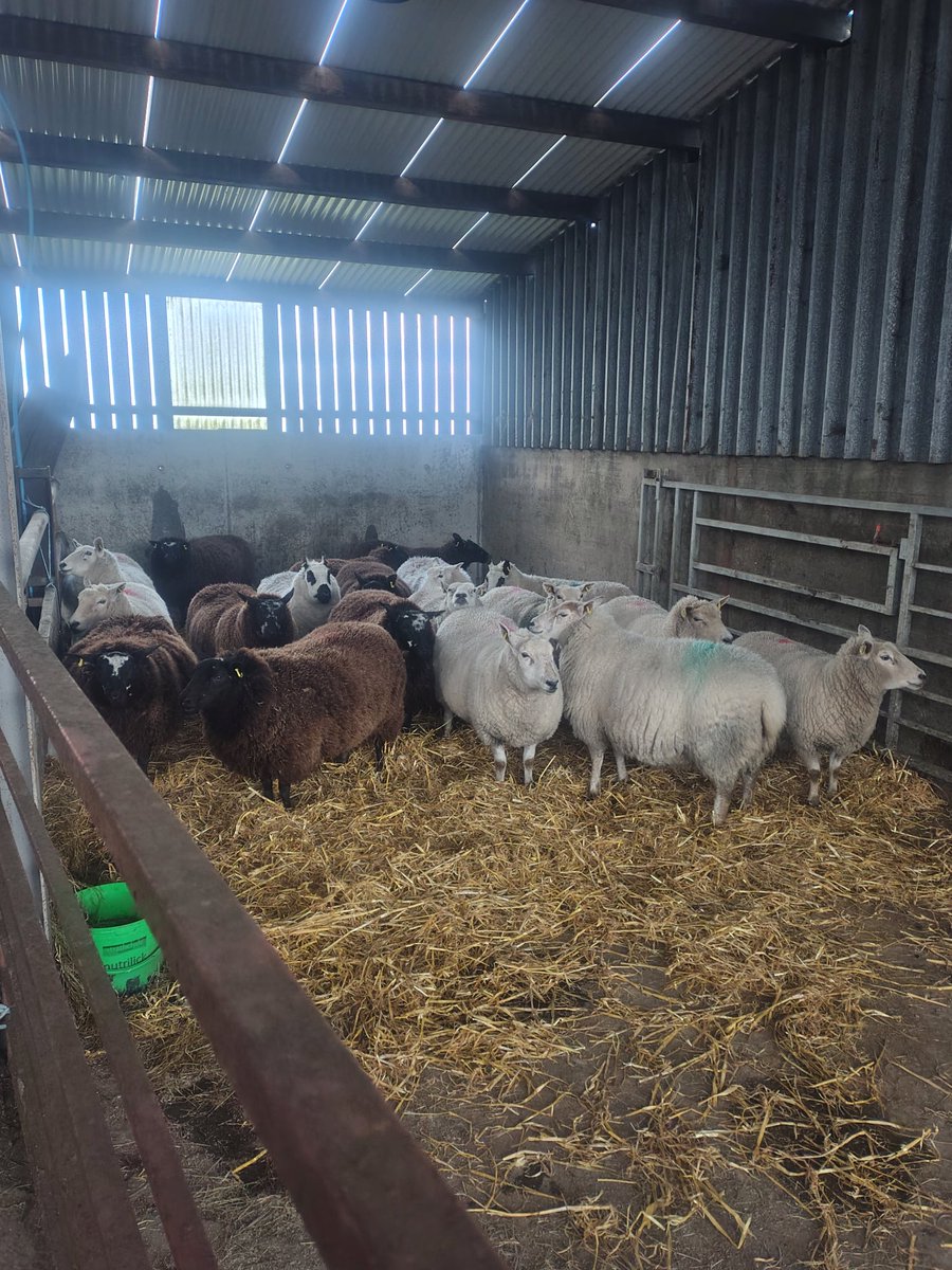 Joshua Moore tweet media