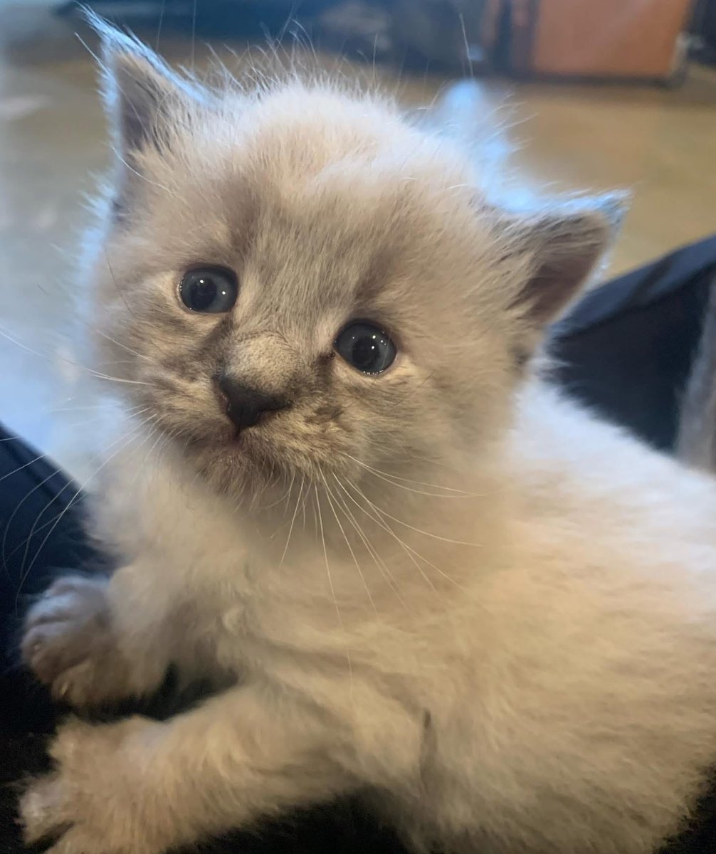 magicaldaisy007 tweet media