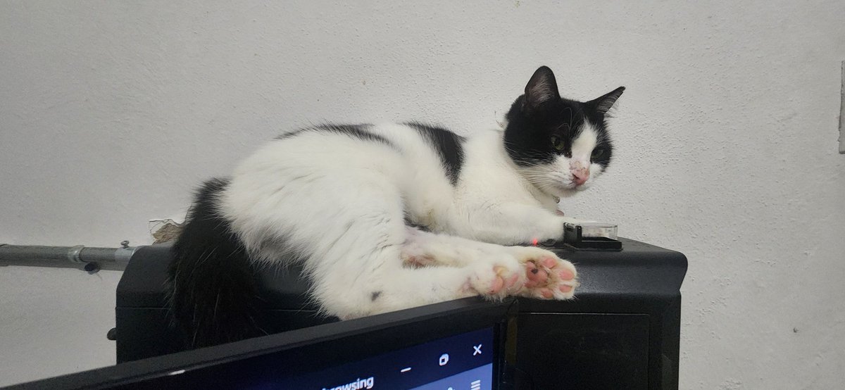 Gin_PR -Cat picture sender- tweet media