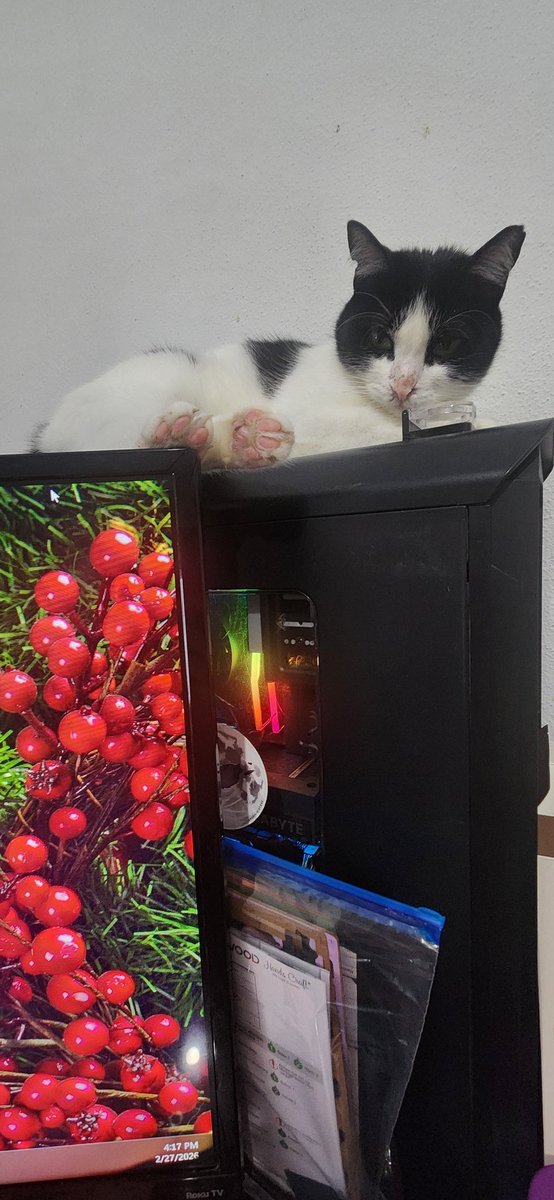 Gin_PR -Cat picture sender- tweet media