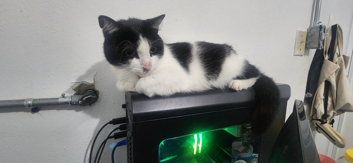 Gin_PR -Cat picture sender- tweet media