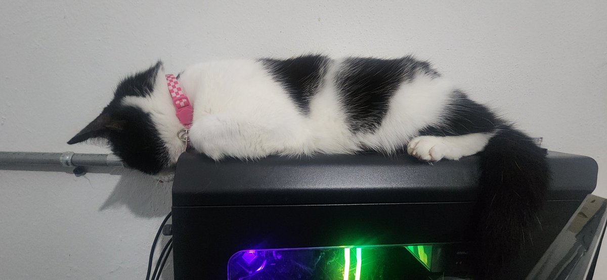 Gin_PR -Cat picture sender- tweet media