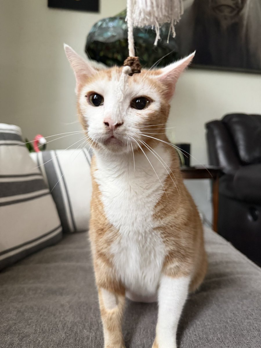 Yeah Phantom of the Opera is my favorite movie. 
And if I really wanted to I could be on stage as a ballerina. Haven’t you seen the nutcracker? There’s rats all through the production. Duh.