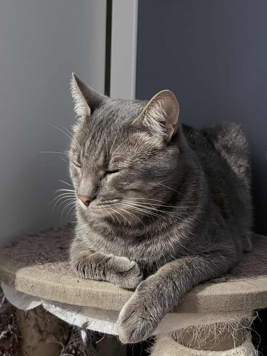 Irena Druzenko 🇺🇦🐈‍⬛ KCC (Kyiv Cat Crew) tweet media