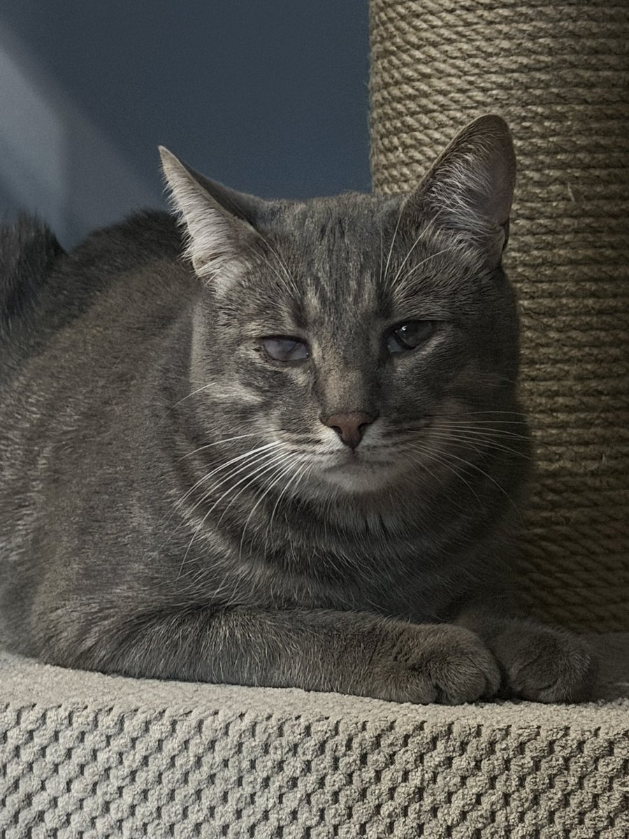 Irena Druzenko 🇺🇦🐈‍⬛ KCC (Kyiv Cat Crew) tweet media