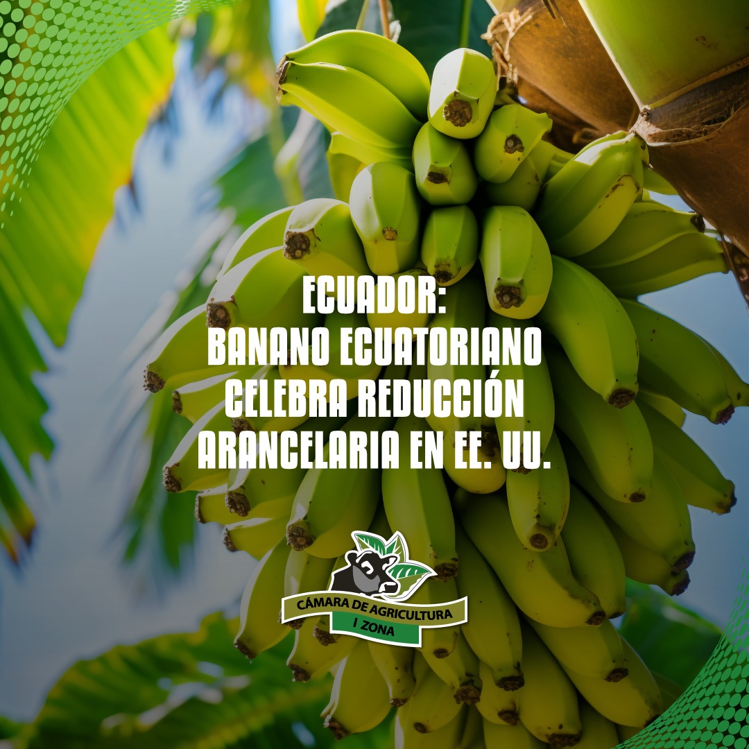 🍌🇪🇨 El banano ecuatoriano celebra la reducción arancelaria en Estados Unidos, fortaleciendo su competitividad en uno de los mercados más importantes del mundo.

✨ Si el agro crece, el Ecuador crece. 🌱

#CAIZ #BananoEcuador #Exportaciones #ComercioExterior #CampoFuerte