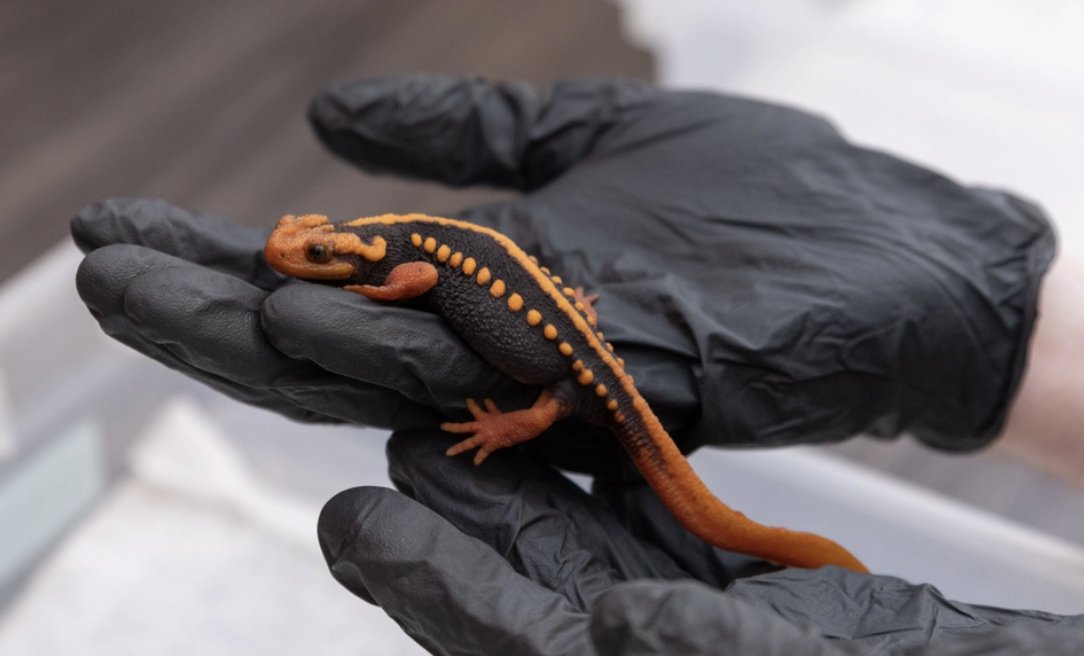 Amphibian Foundation tweet media