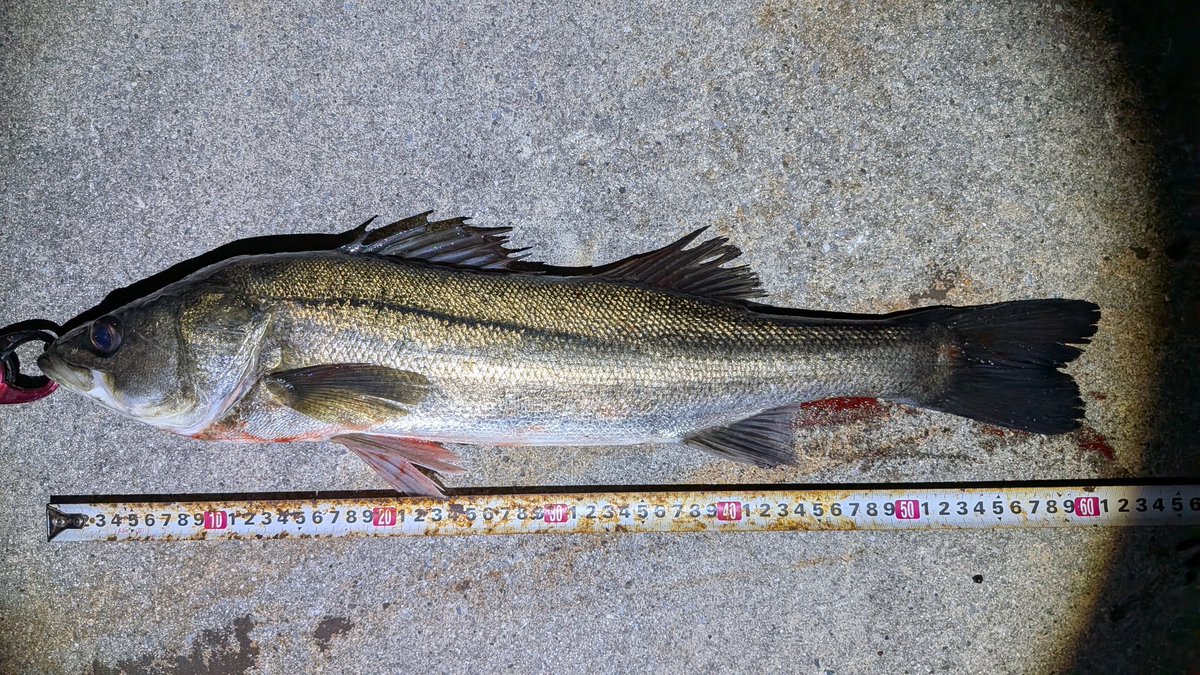 nagaya_pta's tweet photo. 先週の釣果、シーバス60cmと40〜50cm6匹の計7匹！先週はデカいのバラすし、お気に入りルアーロストするし…今日は風強すぎて釣りにならなくてボウズ💦流れが良くない😵 https://t.co/8Bovs2gau9