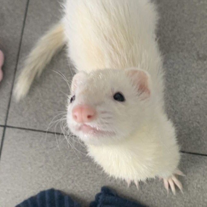 drarrydaily's tweet photo. We all argee that Harry is a raccoon and Draco a Ferret right #drarry https://t.co/NPKUoDZPhX
