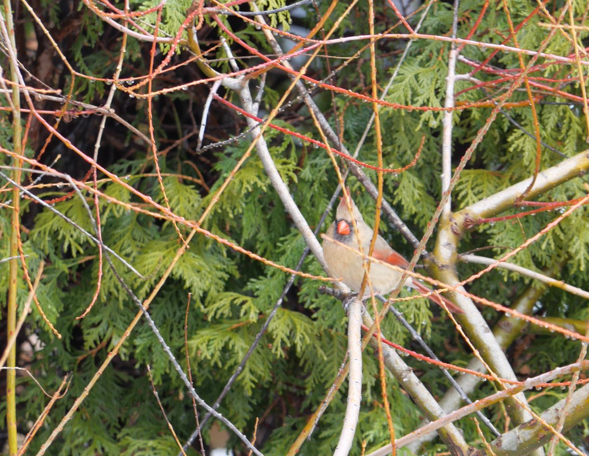 Weekday Ski Pass tweet media